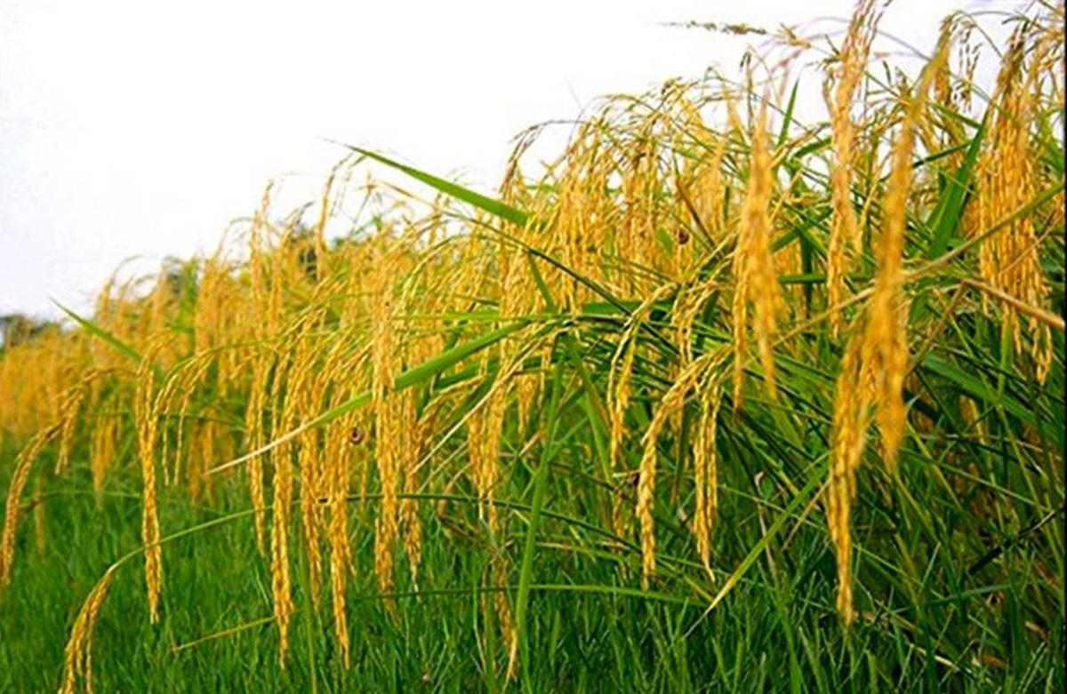 rice