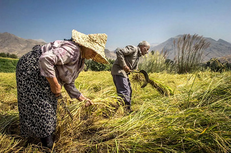 The price of rice